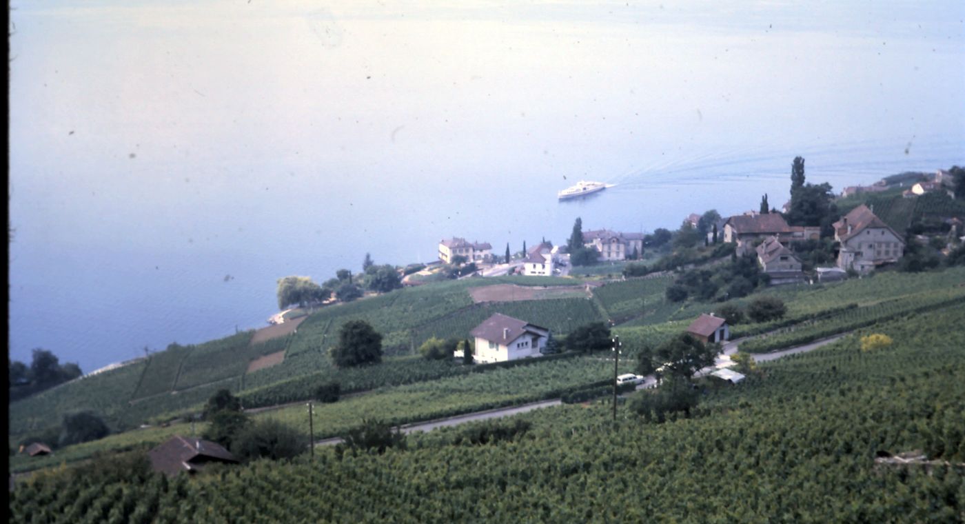 Vignoble surplombant un lac avec des maisons au bord de l'eau
