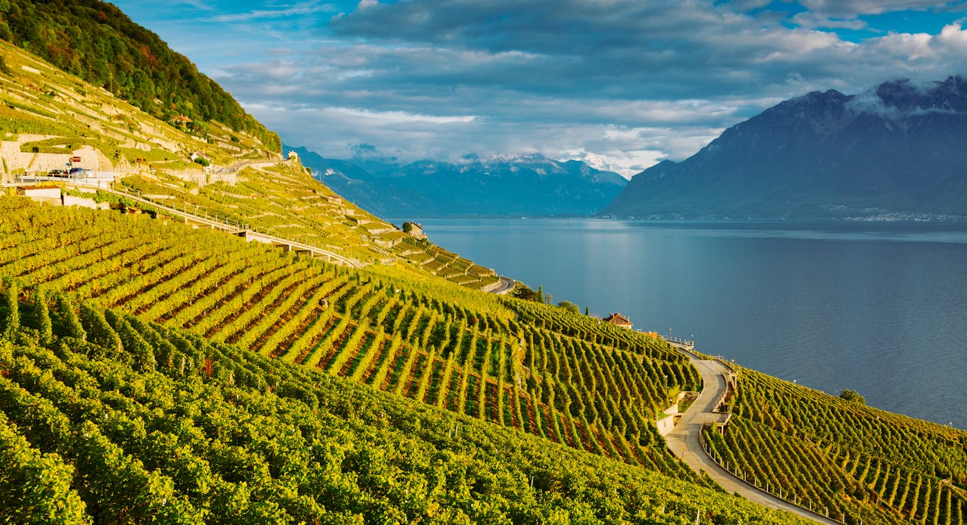 Vignobles en terrasses de Lavaux, lac Léman et Alpes, dans le canton de Vaud